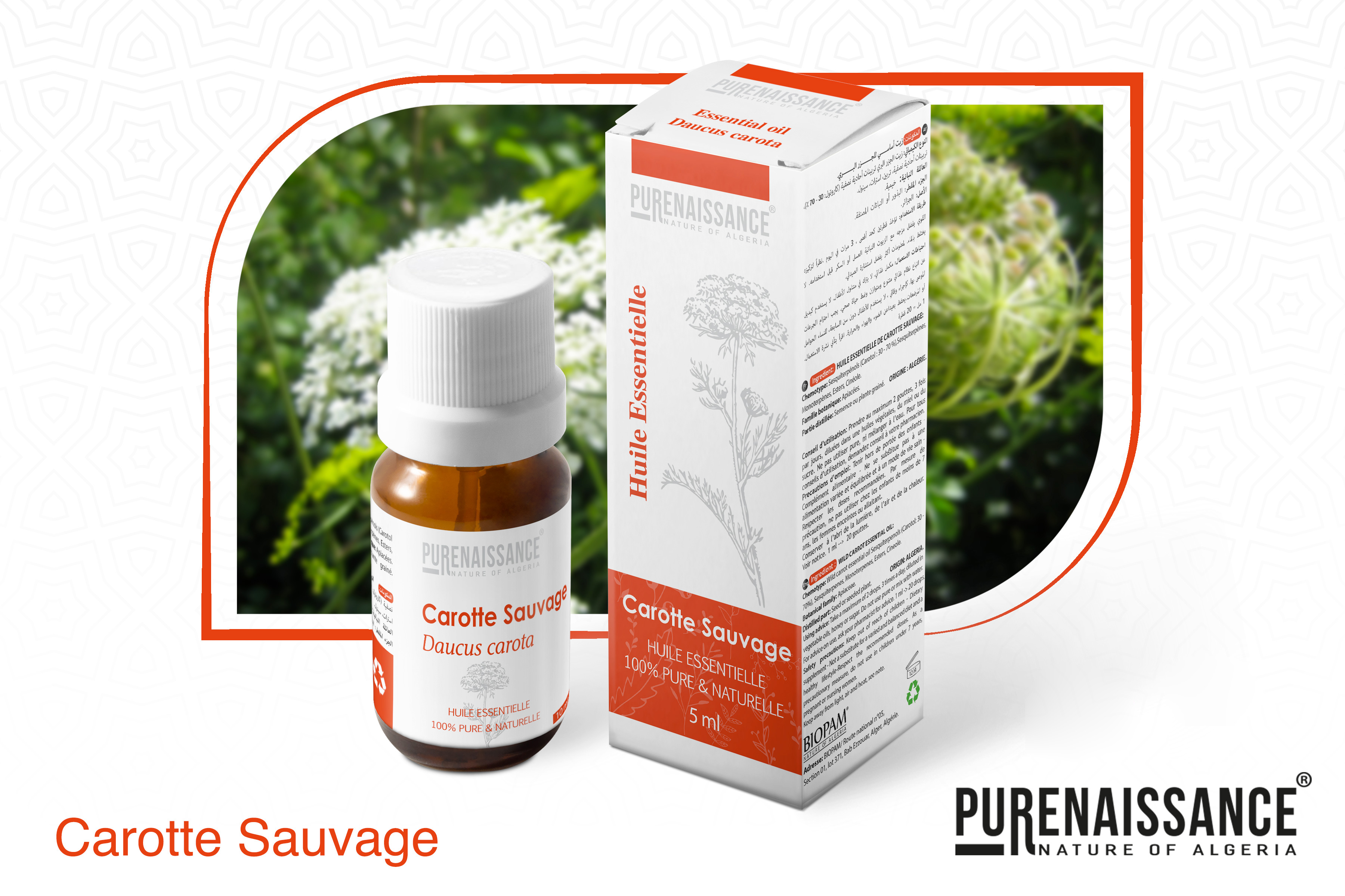 carotte sauvage