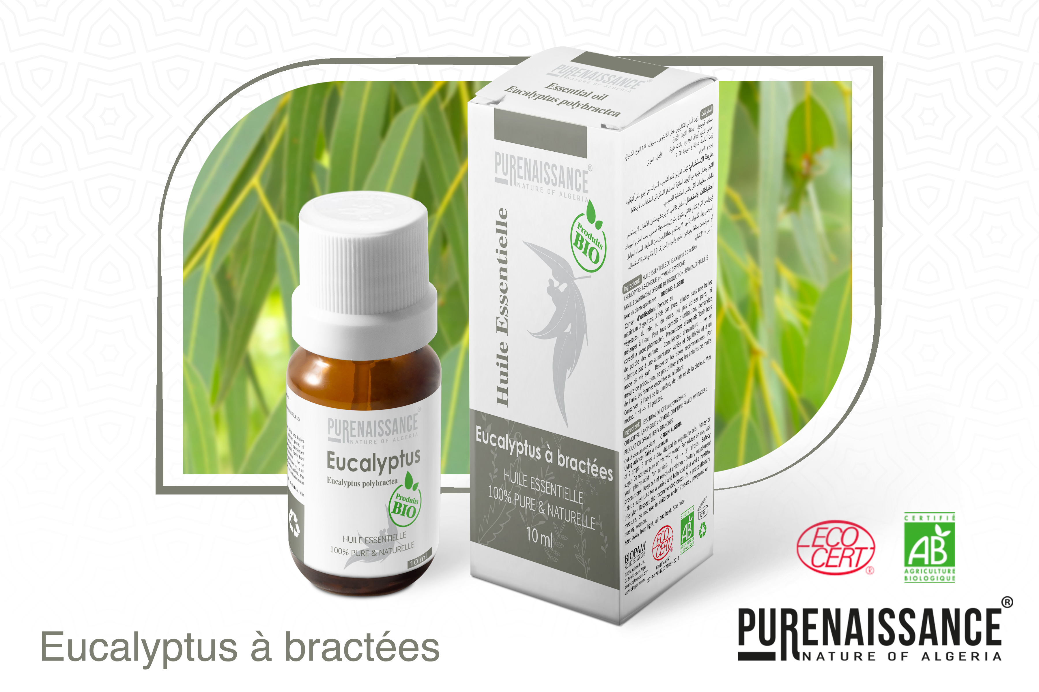 eucalyptus à bractée