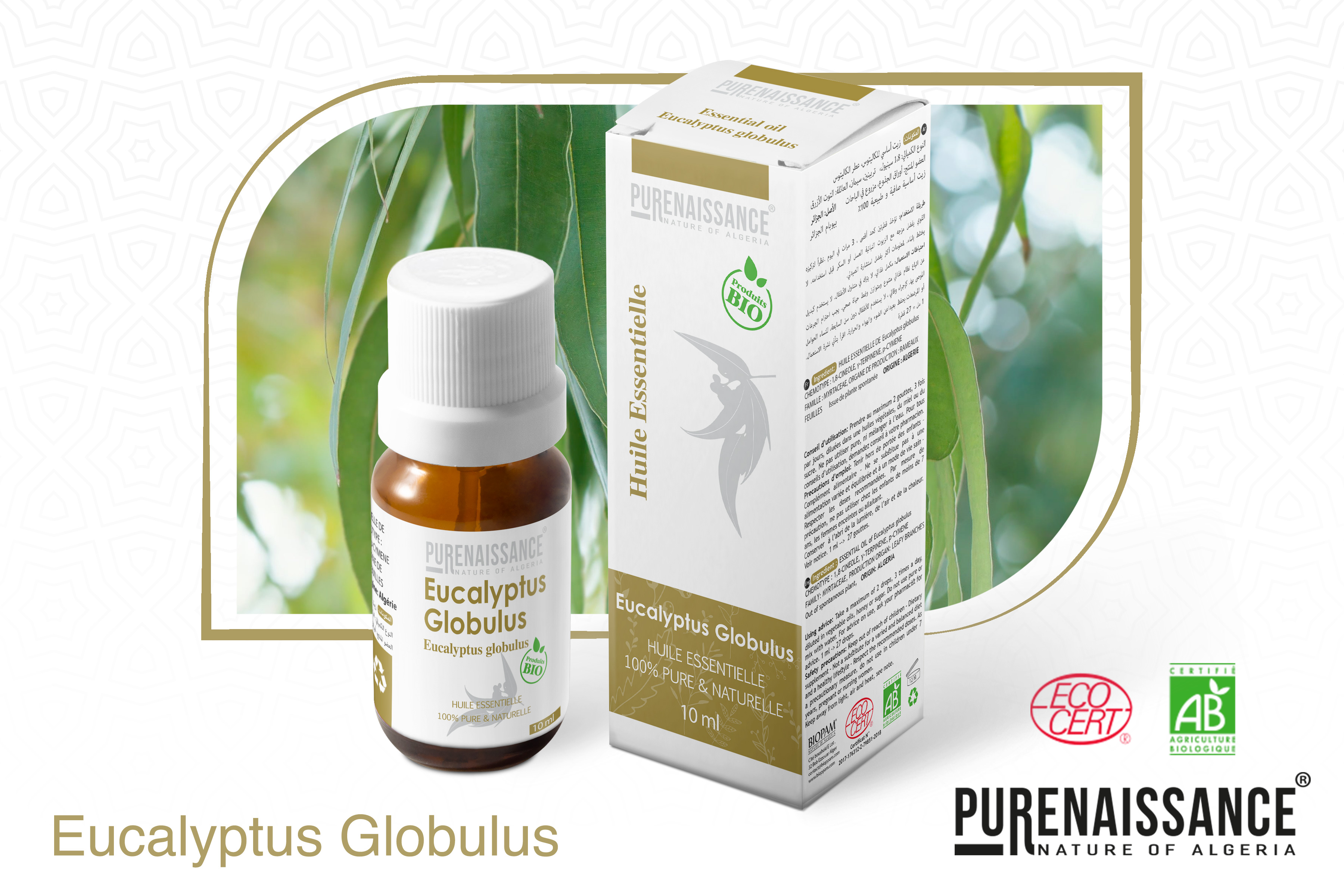 eucalyptus globulus